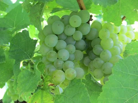 Grapes vinyard Foto stock