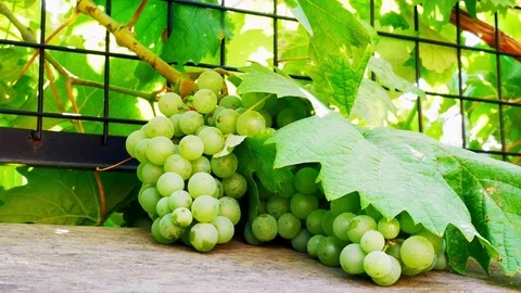 Grapes on Wall Video stock 82672344