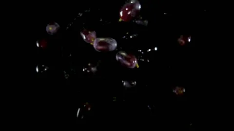 Grapes with water bouncing against to the camera Stock Footage 88492791