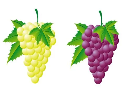 Grapes white and red Stock Illustration