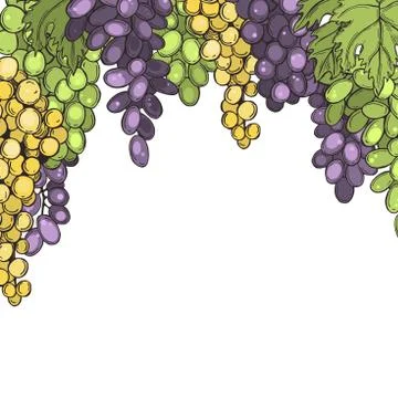 Grapes  on white background. Stock Illustration