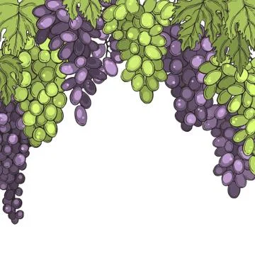 Grapes  on white background. Stock Illustration