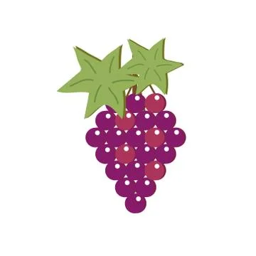 Grapes on a white background. Illustration. The fruit. Stock Illustration