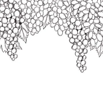 Grapes  on white background. Vector  illustration. Stock Illustration