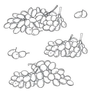 Grapes  on white background. Vector  illustration. Stock Illustration