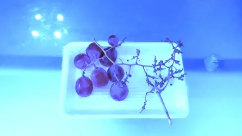 Grapes on White Dish Stock-Footage 332465609
