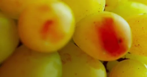 Grapes white Stock Footage 162656951
