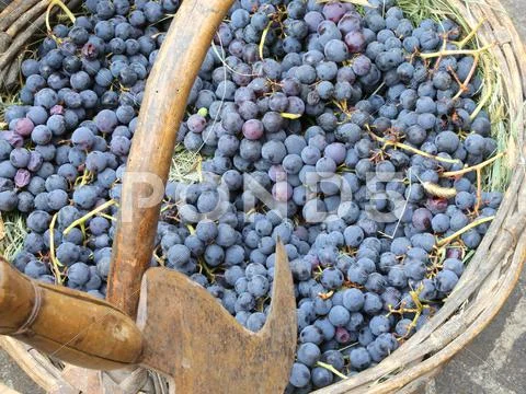 Grapes in the wicker basket after harvesting Stock Photos