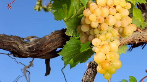 Grapes for wine 스톡 동영상 853769