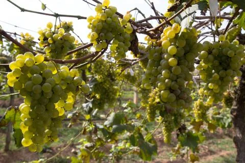 Grapes for wine making, grape growing. Foto stock
