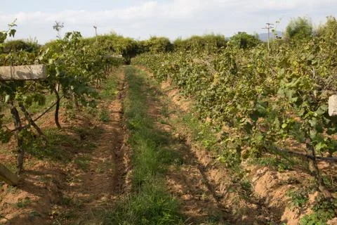 Grapes for wine making, grape growing. Stock Photos