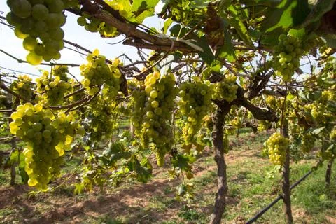 Grapes for wine making, grape growing. Stock Photos