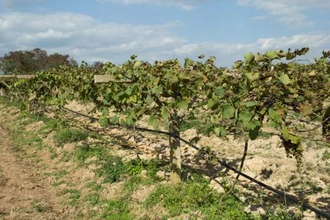 Grapes for wine making, grape growing. Stock Photos
