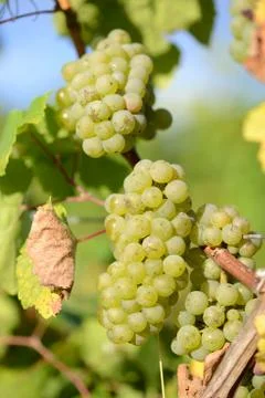 Grapes wine Stock Photos