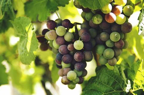 Grapes for wine Stock Photos