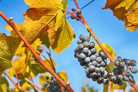 Grapes for wine Stock Photos