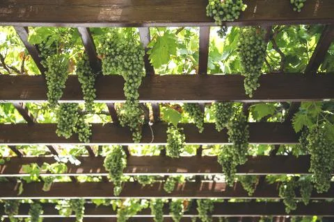 Grapes for wine Stock Photos