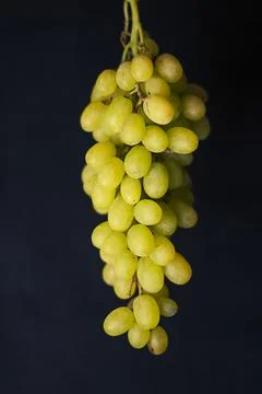 Grapes for wine Stock Photos