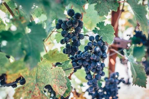 Grapes for wine Stock Photos