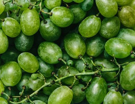 Grapes for wine Stock Photos
