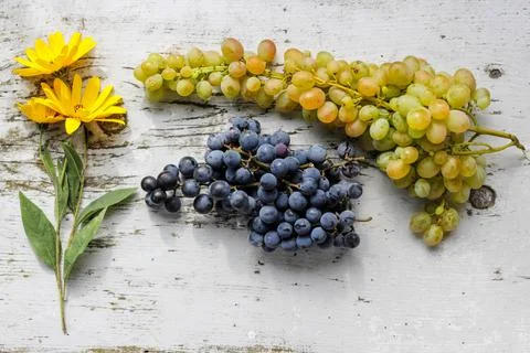 Grapes for wine Stock Photos