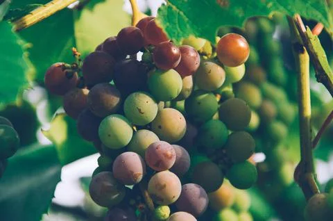 Grapes for wine Stock Photos