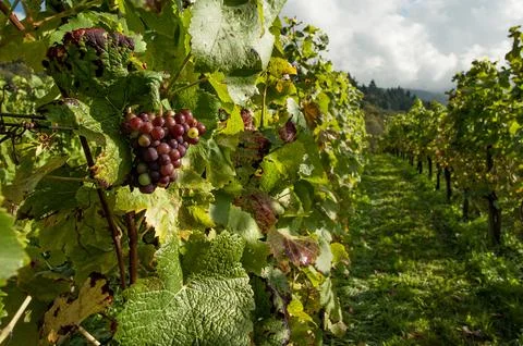Grapes for wine Stock Photos