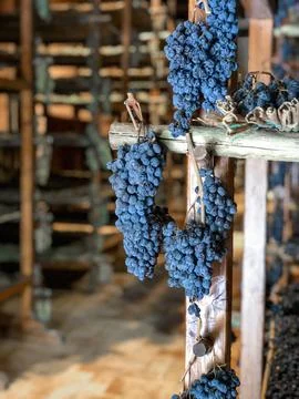 Grapes for wine Stock Photos