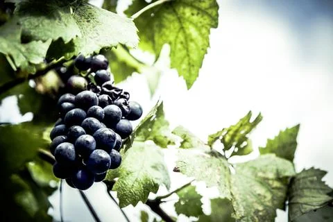 Grapes for wine Stock Photos