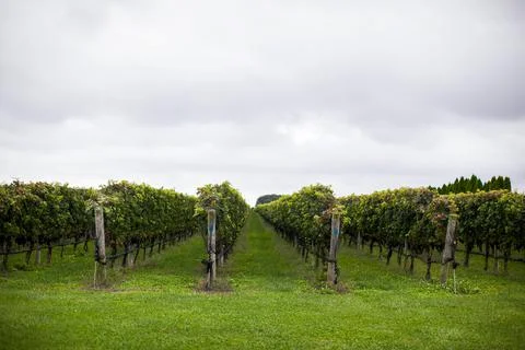 Grapes for wine Stock Photos