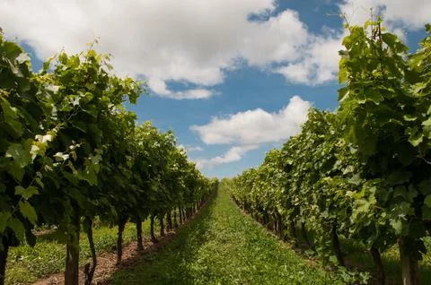 Grapes for wine Stock Photos