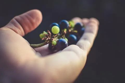 Grapes for wine Stock Photos