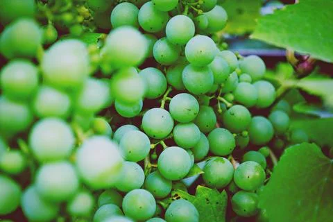Grapes for wine Stock Photos