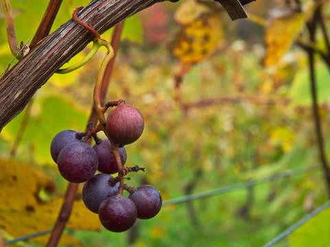 Grapes for wine Stock Photos
