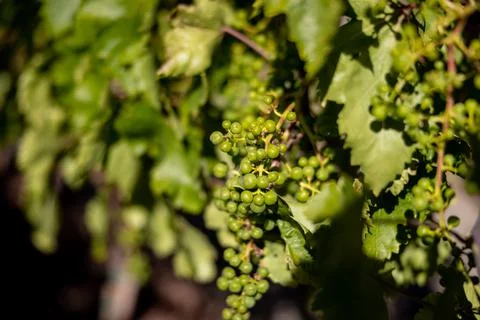 Grapes for wine Stock Photos