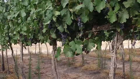 Grapes for wine in vineyard Video stock 91901955