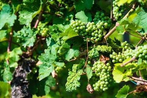 Grapes in a wine yard Stock Photos