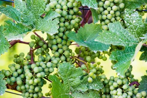 Grapes in a wine yard Stock Photos