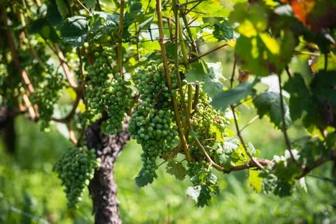 Grapes in a wine yard Stock Photos