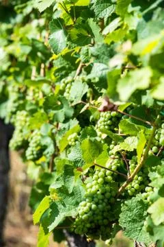 Grapes in a wine yard Stock Photos