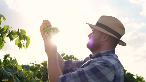 Grapes Wineries. Farmer Picking white Wine Grapes During Harvest In Italy. Stock Footage 210223630