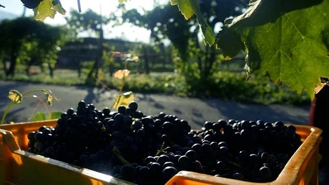 Grapes Wineries.  Picking Red Wine Grapes During Harvest In Italy Stock Footage