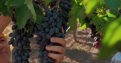Grapes wineries. Picking red wine grapes during harvest season Stock Footage 233055085