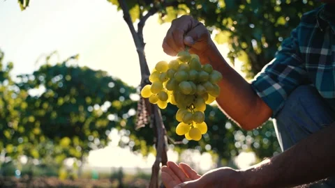 Grapes Wineries. Picking white Wine Grapes During Harvest In Italy. Stock Footage 138342809