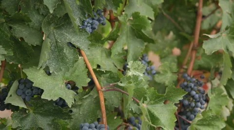 Grapes on the wines 库存影片 2655211