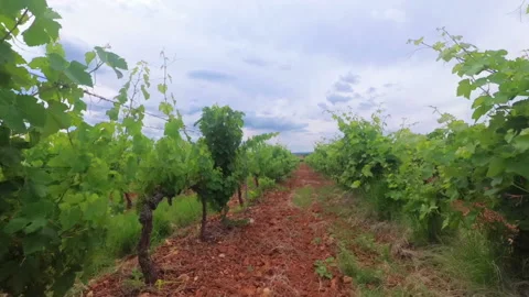 Grapes2 Stock Footage 160907231