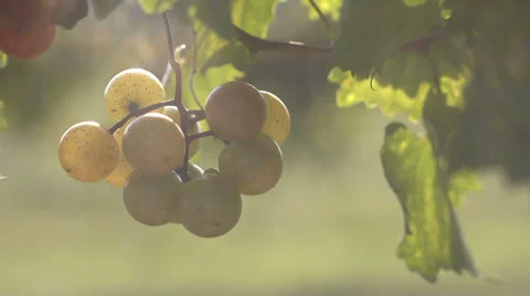 GrapesHanging Stock Footage 32498115