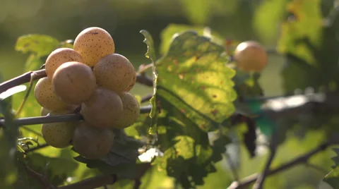 GrapesOnWireRacks Stock Footage 32499345