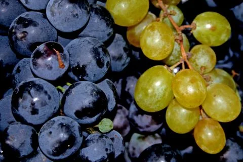 Grape...together Stock Photos