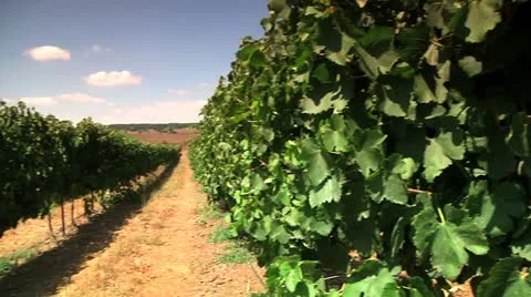 Grapevine 2 Stock Footage 10921785